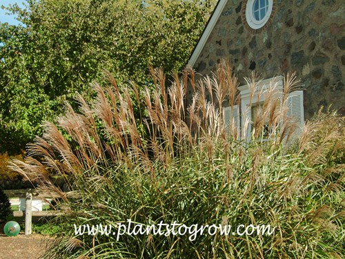 Little Dot Miscanthus (Miscanthus sinensis)
late summer early fall